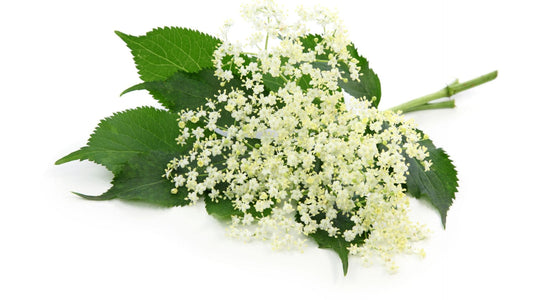 Sirup - Holunderblüten