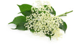 Sirup - Holunderblüten